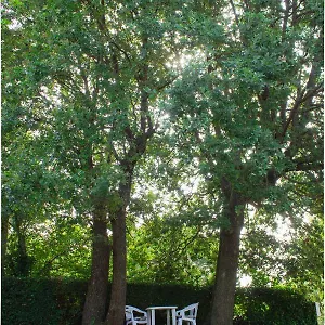 Appartamento Twin Oaks, Šišan